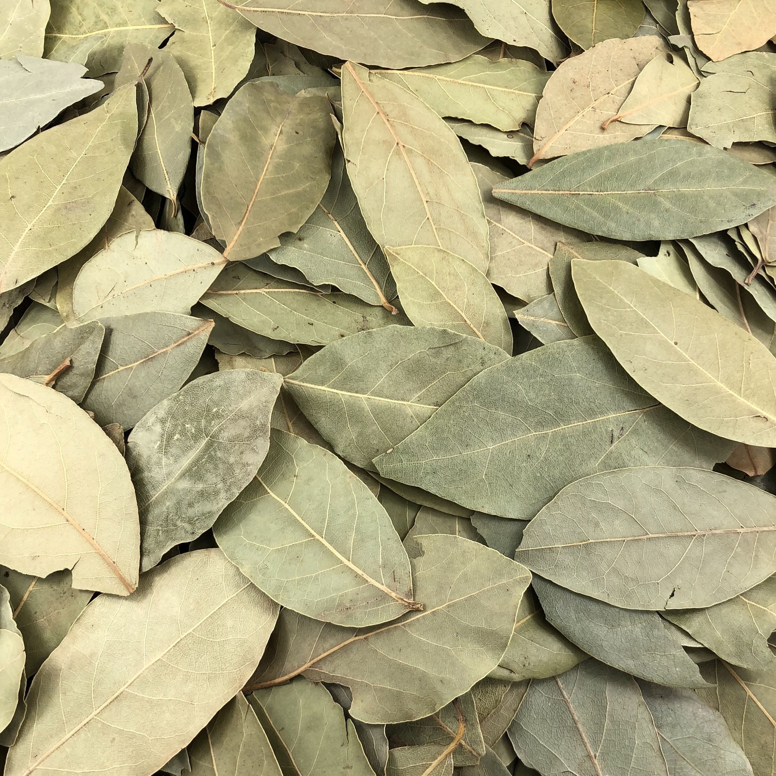 EL BLED LAURIER FEUILLES 500G x 4