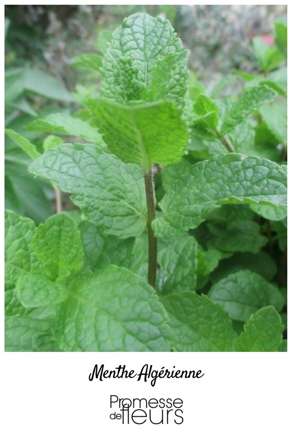 Menthe Algerie 40g x 12