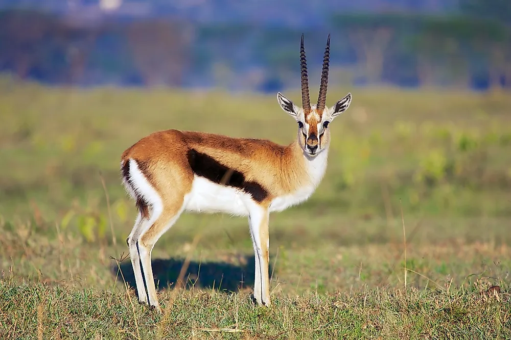 Thé CEYLAN GAZELLE 500g X 20