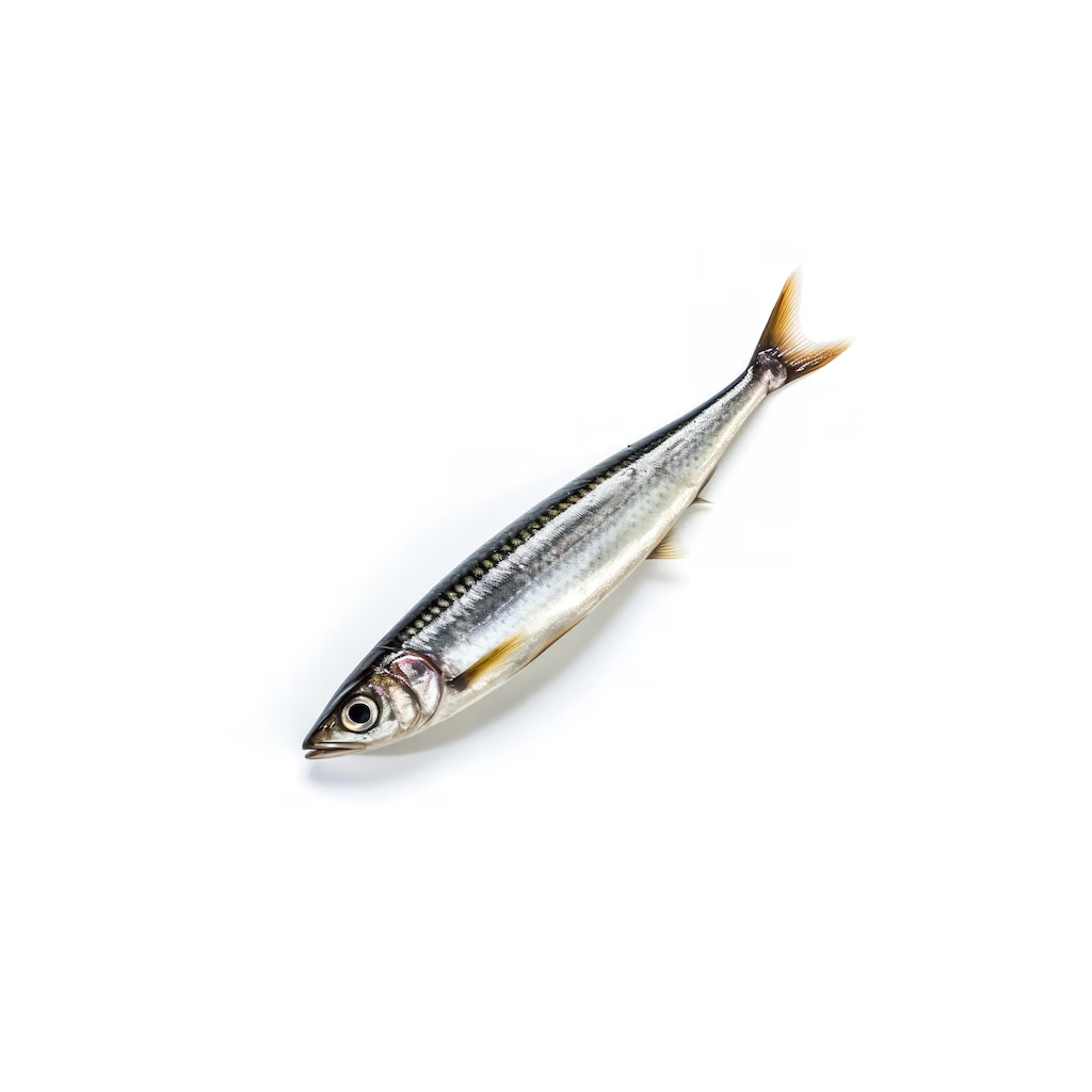 Anchois