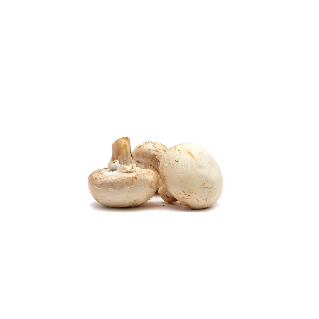 Champignon "Dominium" La Boite 4/4