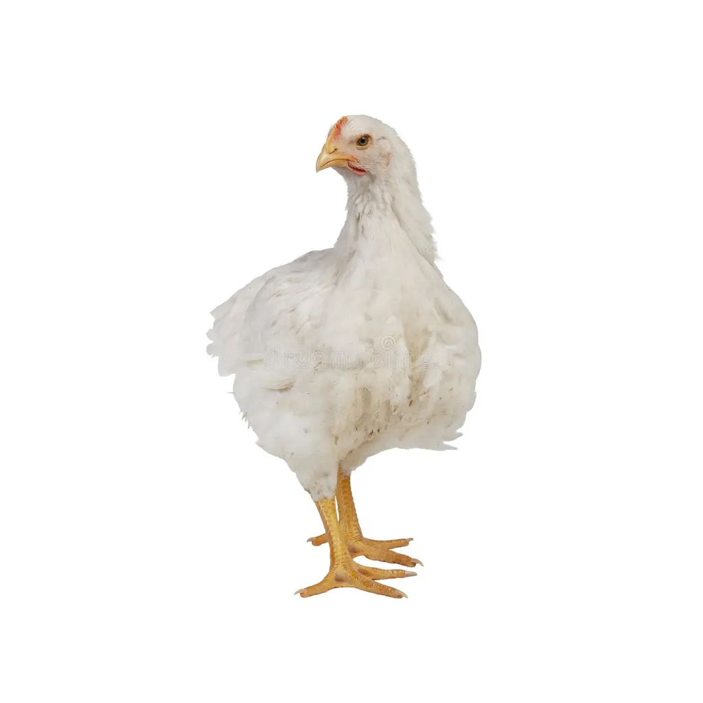 Strips Poulet Achahada