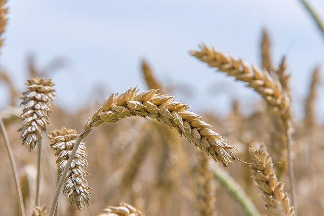 FRIK DZORA 400G